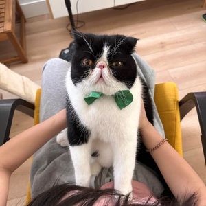 Meet your Posher, Anne